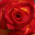 Geel - rood - Floribunda roos - Alinka